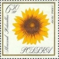 Sunflower (Helianthus)