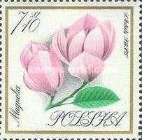 Magnolia