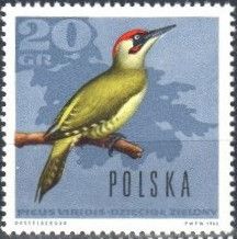 European Green Woodpecker (Picus viridis)