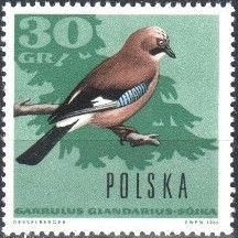 Eurasian Jay (Garrulus glandarius)