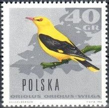 Golden Oriole (Oriolus oriolus)