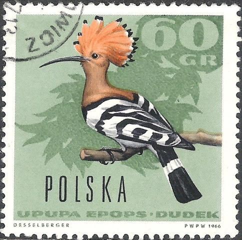 Eurasian Hoopoe (Upupa epops)