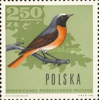 Common Redstart (Phoenicurus phoenicurus)