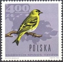 Eurasian Siskin (Carduelis spinus)