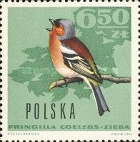 Common Chaffinch (Fringilla coelebs)