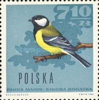 Great Tit (Parus major)