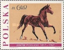 Stallion ''Ofir" (Equus ferus caballus)