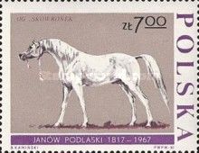 Stallion ''Skowronek" (Equus ferus caballus)