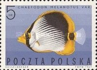 Blackback Butterflyfish (Chaetodon melanotus)