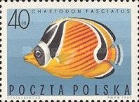 Diagonal Butterflyfish (Chaetodon fasciatus) (see Descriptio