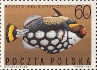 Clown Triggerfish (Balistoides conspicillum)