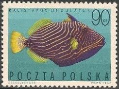 Orange-lined Triggerfish (Balistapus undulatus)