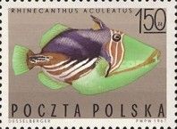 Lagoon Triggerfish (Rhinecanthus aculeatus)