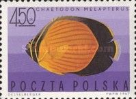 Arabian Butterflyfish (Chaetodon melapterus)