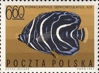 Koran Angelfish (Pomacanthus semicirculatus) Juvenile