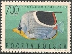 Saddle Butterflyfish (Chaetodon ephippium)