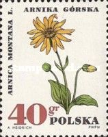 Mountain arnica (Arnica montana)