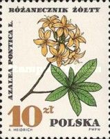 Yellow Azalea (Azalea pontica)
