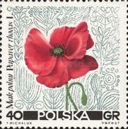 Common Poppy (Papaver rhoeas)