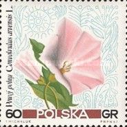 Field Bindweed (Convolvulus arvensis)