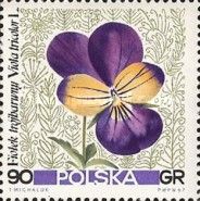 Wild Pansy (Viola tricolor)
