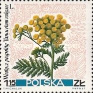 Tansy (Tanacetum vulgare)