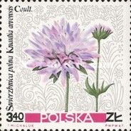 Field Scabious (Knautia arvensis)