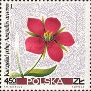 Scarlet Pimpernel (Anagallis arvensis)