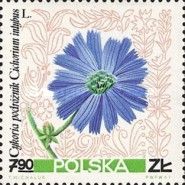 Common chicory (Cichorium intybus)