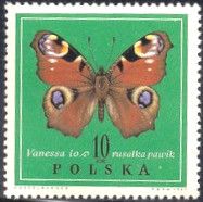 European Peacock (Vanessa io)