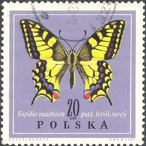 Swallowtail (Papilio machaon)