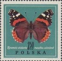 Red Admiral (Vanessa atalanta)