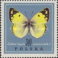 Clouded Yellow (Colias hyale)