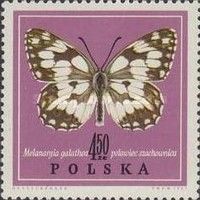 Marbled White (Melanargia galathea)