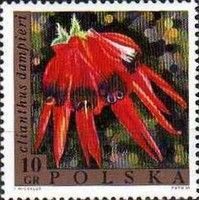 Sturt's Desert Pea (Clianthus dampieri)