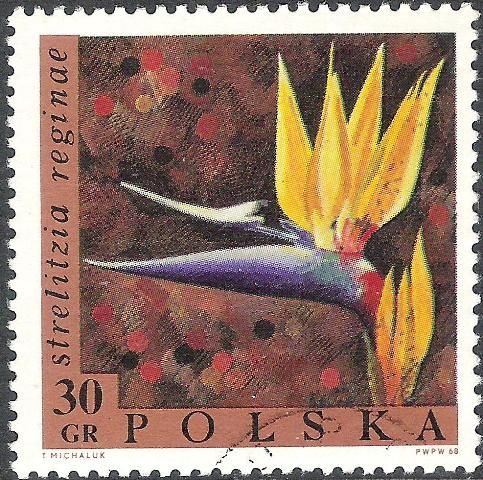 Crane Flower or Bird of Paradise (Strelizia reginae)