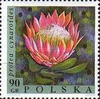 King Protea (Protea cynaroides)