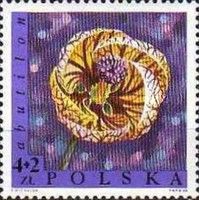 Abutilon