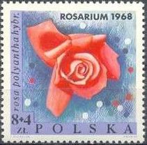 Multiflora Rose (Rosa polyantha)