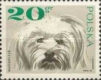 Maltese Dog (Canis lupus familiaris)