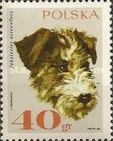 Rough-haired Fox Terrier (Canis lupus familiaris)