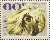 Afghan Hound (Canis lupus familiaris)
