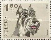 Schnauzer (Canis lupus familiaris)