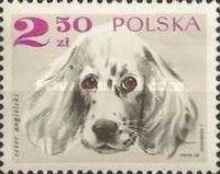 English Setter (Canis lupus familiaris)