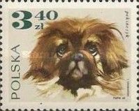 Pekinese (Canis lupus familiaris)