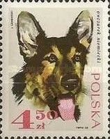 German Shepherd (Canis lupus familiaris)