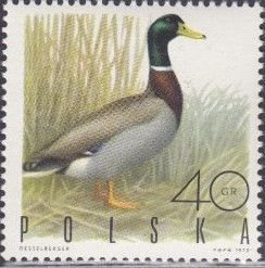 Mallard (Anas platyrhynchos)