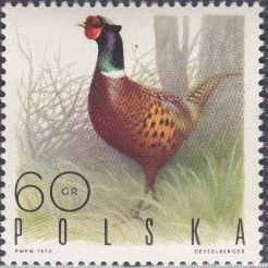 Common Pheasant (Phasianus colchicus)