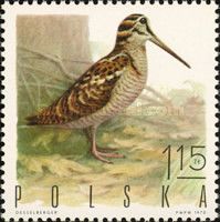Eurasian Woodcock (Scolopax rusticola)