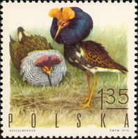 Ruff (Calidris pugnax)